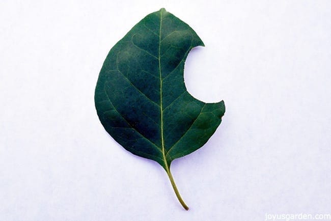 close up of a bougainvillea leaf with a big chomp taken out of it