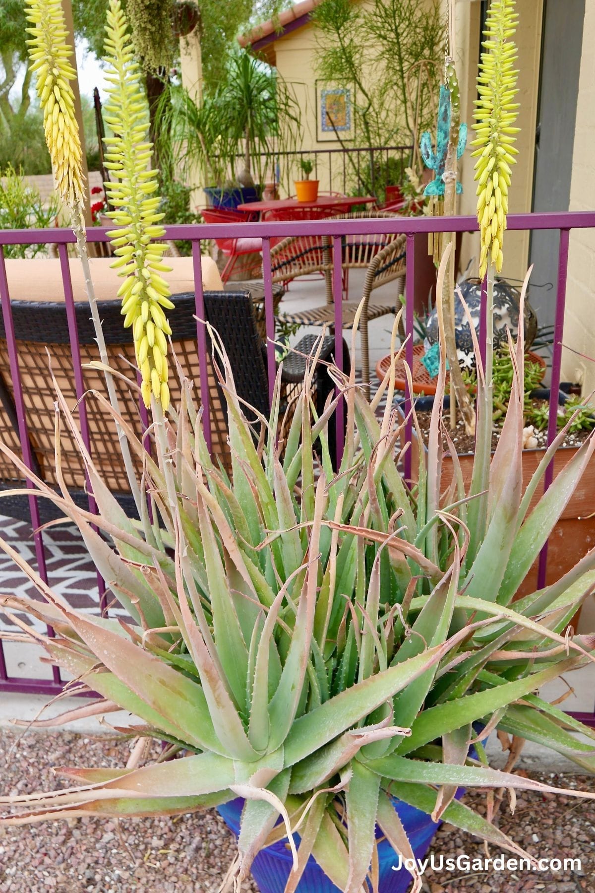 Aloe vera growing outdoors in a bluje pot, plant is in bloom with yellow flower stalks.