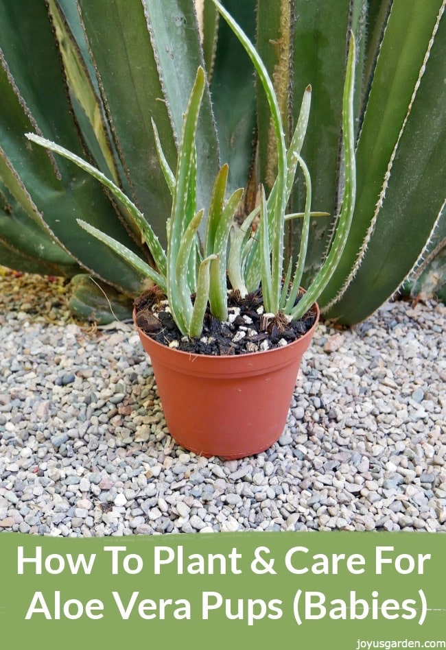 aloe vera babies planted in a small orange pot, a text below reads How To Plant & Care For Aloe Vera Pups (Babies)