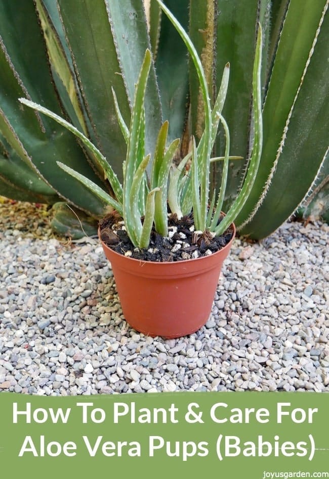 Aloe Vera Pups Care And Planting Tips Joy Us Garden Aloe Vera Pups Care And Planting Tips Joy Us Garden