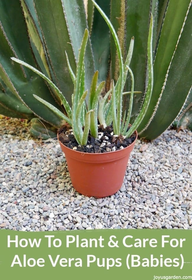 Aloe Vera Pups Care And Planting Tips Joy Us Garden