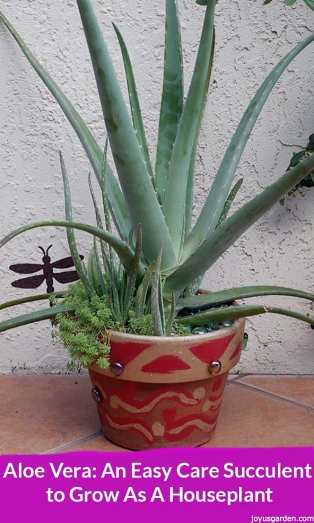 an aloe vera plant with pups babies at the base the text reads aloe vera: an easy care succulent to grow as a houseplant