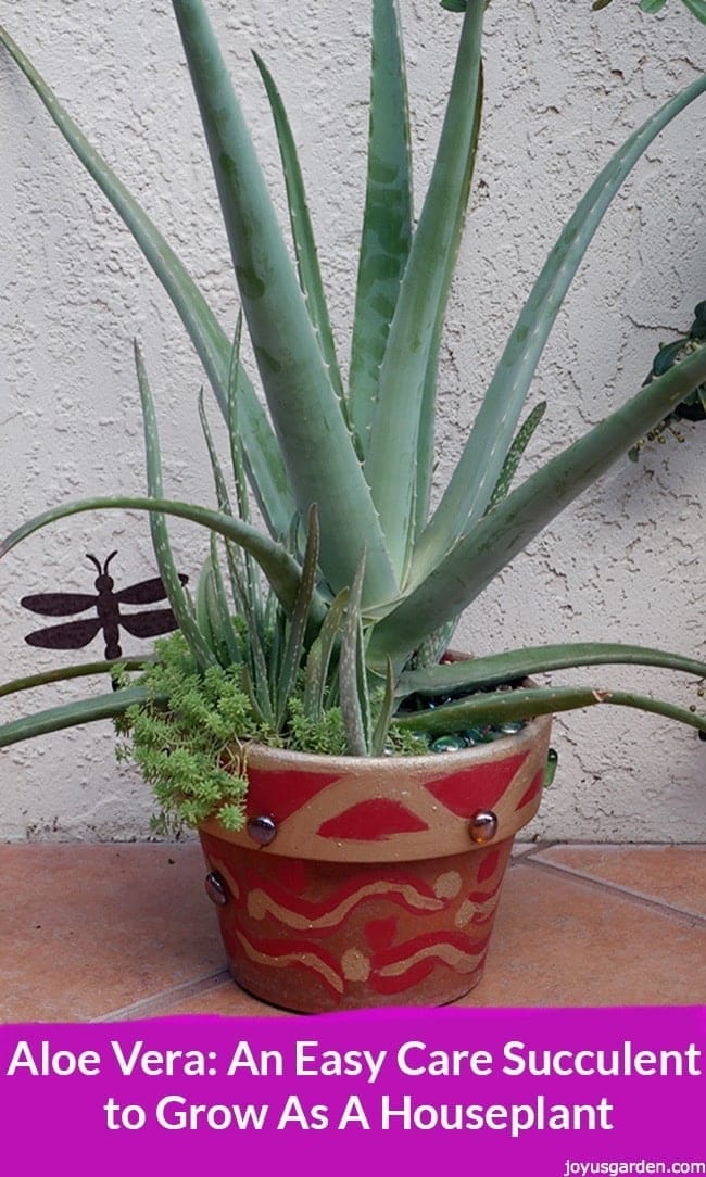 Aloe Vera An Easy Care Succulent To Grow As A Houseplant