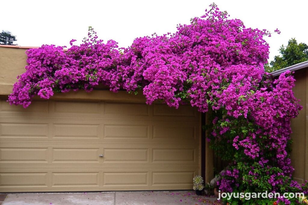 A beautiful bougainvillea glabra with vibrant deep rose/purple flowers growing over a garage in santa barbara ca.