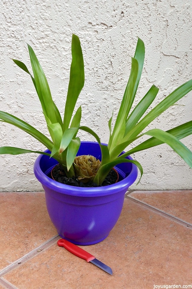 2 guzmania pups still attached to the mother plant are in a purple pot. a knife with a red handle sits in front of the pot_new