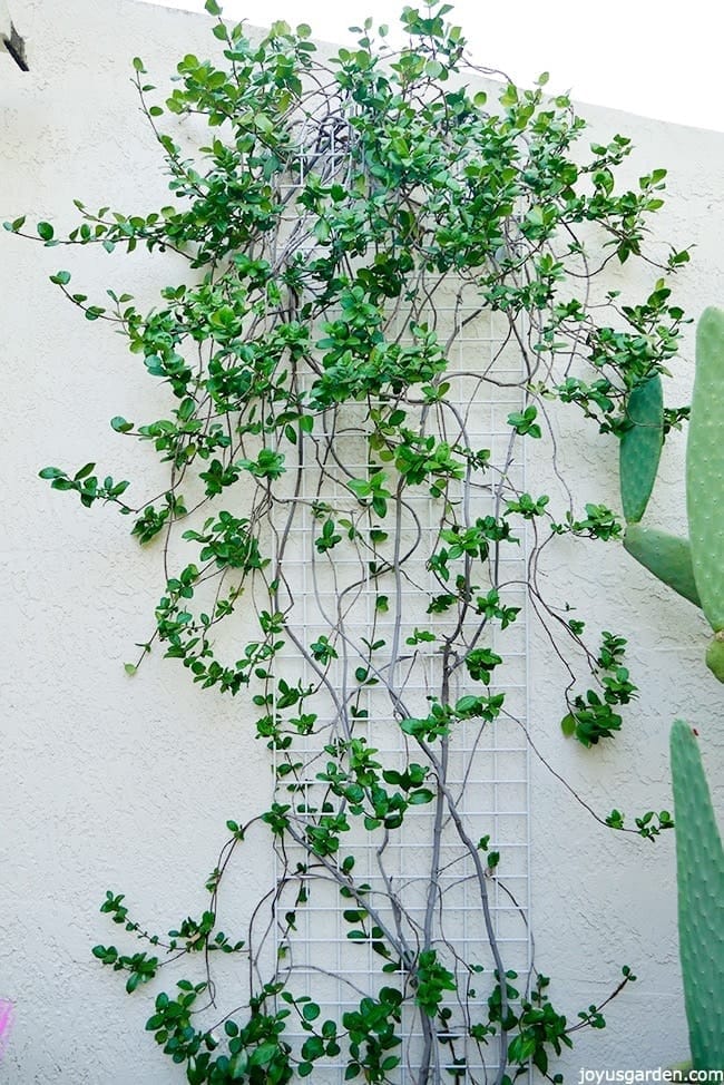 A Star Jasmine vine growing in a free form shape against a white wall Pruning and shaping my Star jasmine vine in fall The full Star Jasmine vine after pruning