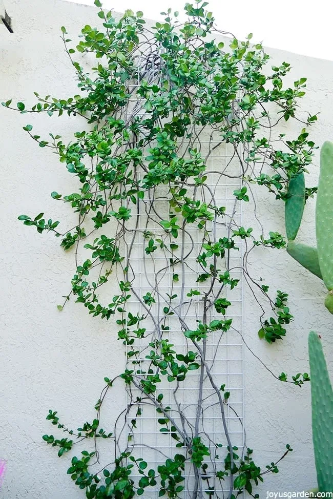 A Star Jasmine vine growing in a free form shape against a white wall Pruning and shaping my Star jasmine vine in fall The full Star Jasmine vine after pruning