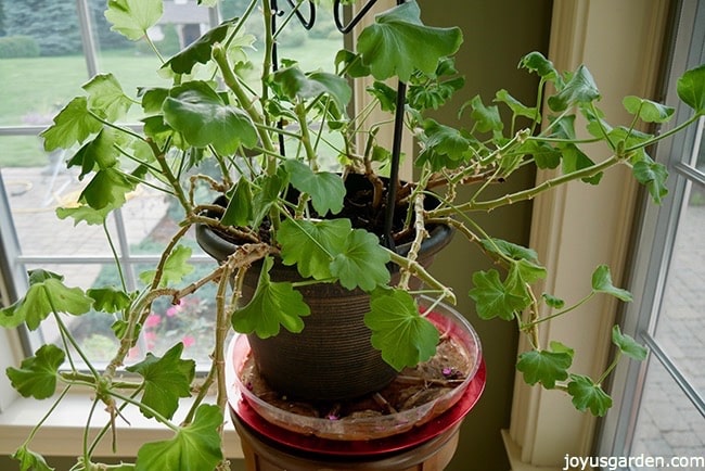 A pruned geranium (pelargonium) in a black pot sitting in a clear plastic tray. It sits on a plant stand in a corner with windows