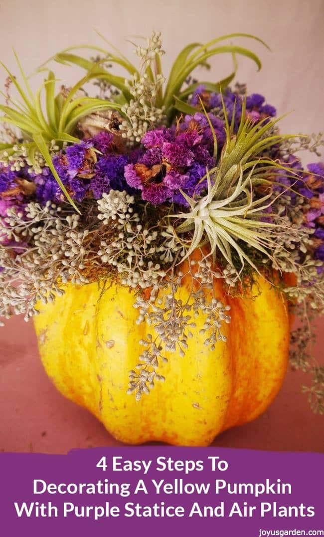 a yellow pumkin is decorated for fall with with purple statice,eucalyptus seeds & air plants the text reads 4 Easy Steps To Decorating A Yellow Pumpkin With Purple Statice And Air Plants