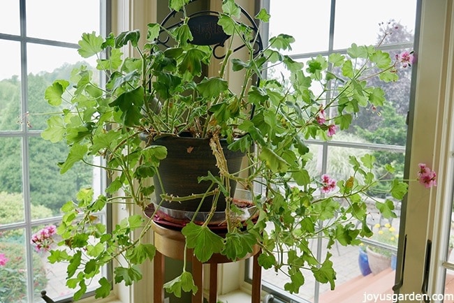 Geranium (pelargonium) with pink flowers sitting on a plant stand in a corner with windows