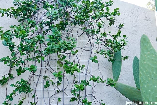 Looking closely into the center portion of a Star Jasmine vine - It grows against a white wall and there is a cactus next to it The middle portion of the vine while I was pruning