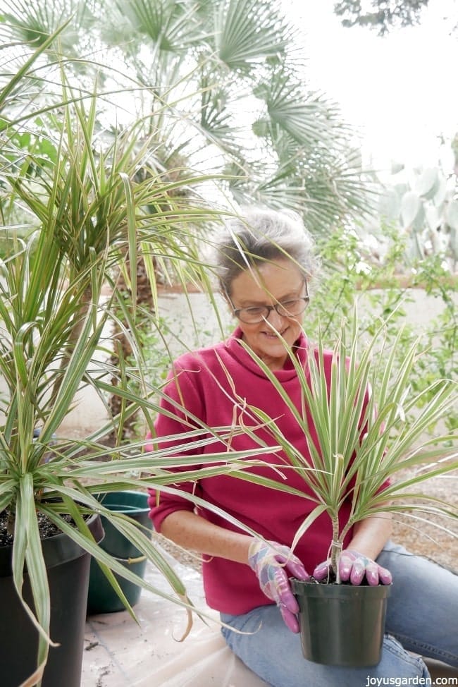 Nell Foster is holding a small Dracaena marginata in a green grow pot on her lap there's a larger plant next to her in a black grow pot she is working outdoors with plants behind her