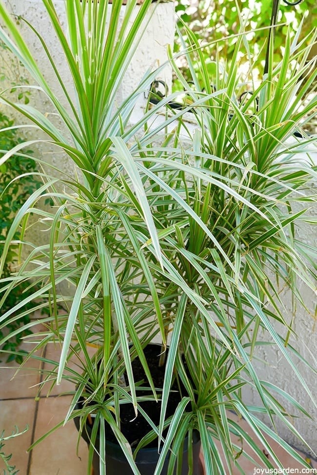 a variegated Dracaena marginata in a tall black pot sits on a patio