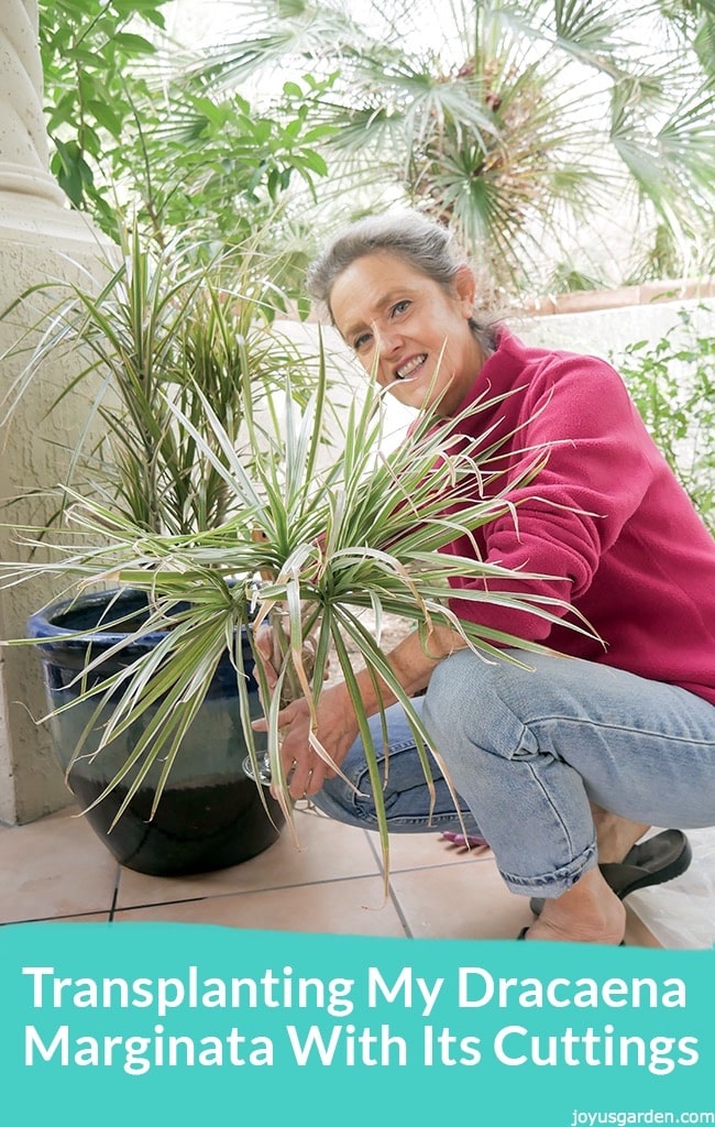 Nell Foster holding a dracanea cutting below the text reads Transplanting My Dracaena Marginata With Its Cuttings