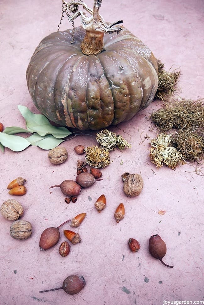 a brown pumpkin sits on a table with dried leaves, spanish moss, nuts & pods 