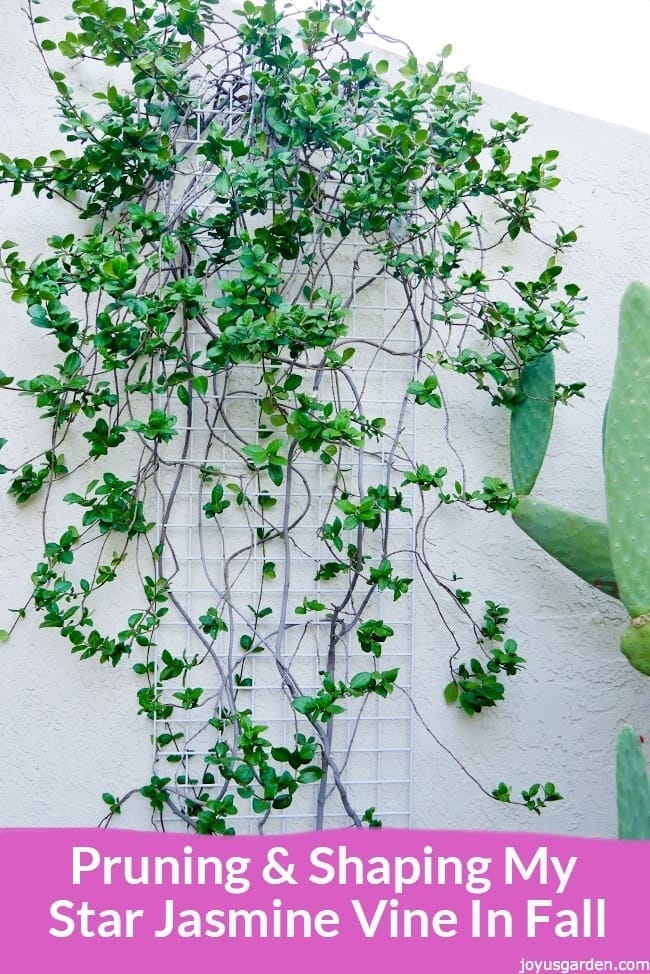 Pruning & Shaping My Star Jasmine Vine In Fall