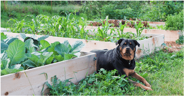 A big black dog laying next to raised vegetable beds in the garden 