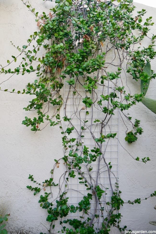 Star Jasmine vine which needs pruning against a white wall 