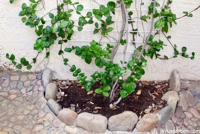 The bottom of a Star Jasmine vine growing against a white wall-Rocks surround the base of the plant How I pruned my Star Jasmine vine