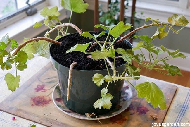 The result of pruning an overgrown leggy geranium (pelargonium)