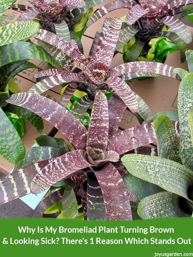 grey green bromeliads with brownish centers are lined up on the ground the text reads Why Is My Bromeliad Plant Turning Brown & Looking Sick? There’s 1 Reason Which Stands Out.Why Is My Bromeliad Plant Turning Brown and Looking Sick? There's 1 Reason Which Stands Out_new