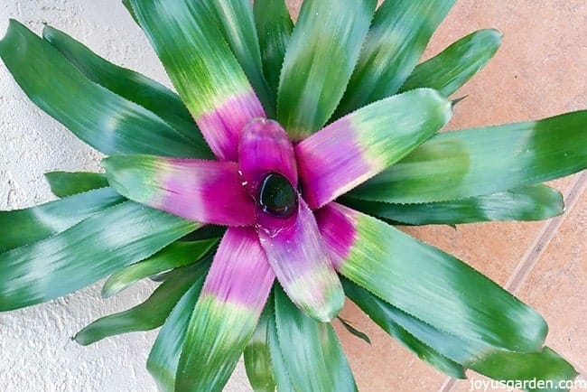 a close up of a neoregelia bromeliad. the leaves are green with a rose colored center (1)_new