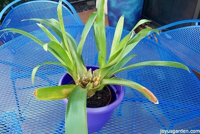 a guzmania bromeliad in a purple pot sits on a blue wrought iron patio table. The plant is dying out & 2 pups have emerged. There is a red flowering plant on the ground behind it