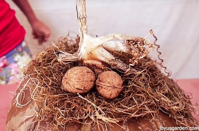 2 walnuts are glued onto spanish moss which is glued onto the top of a brown pumpkin