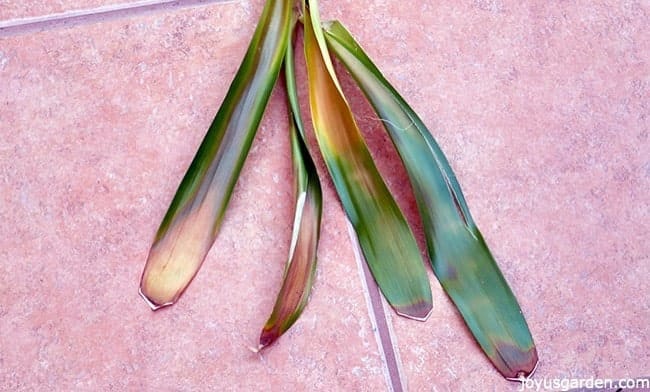 guzmania bromeliad leaves are lying on a tiled walkway. they have big brown spots on them_new