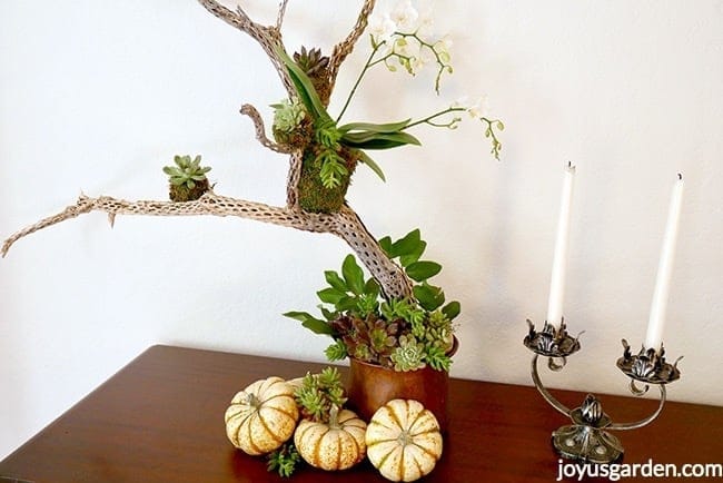 1 white phalaenopsis orchid and small succulents are placed on a cholla branch White and orange pumpkins and succulents cuttings are at the base Fall table decoration