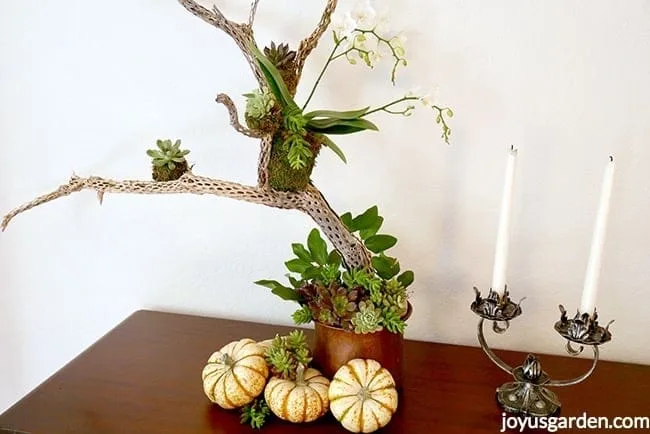 1 white phalaenopsis orchid and small succulents are placed on a cholla branch with white and orange pumpkins and succulents cuttings are at the base Fall table decoration.