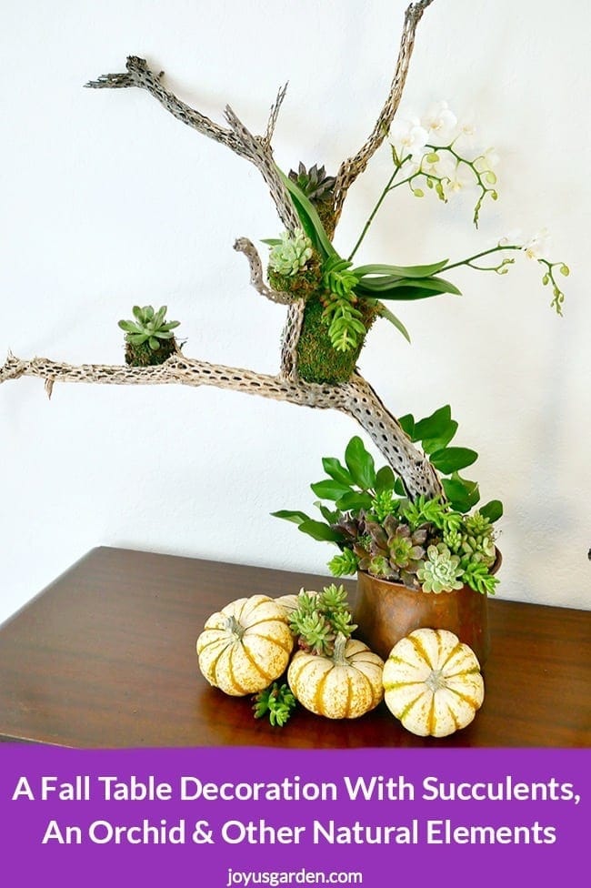 Fall Table Decoration with Succulents and an Orchid