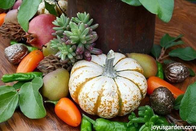 A Pink Jelly Bean Sedum cutting rest on top of an orange and white pumpkin and a magnolia cone Orange peppers, green peppers, small pears and gilded walnuts re also in the display