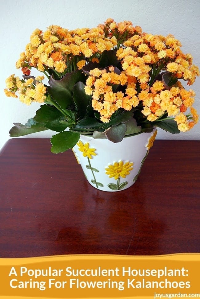 Caring For Flowering Kalanchoes: A Popular Succulent Houseplant