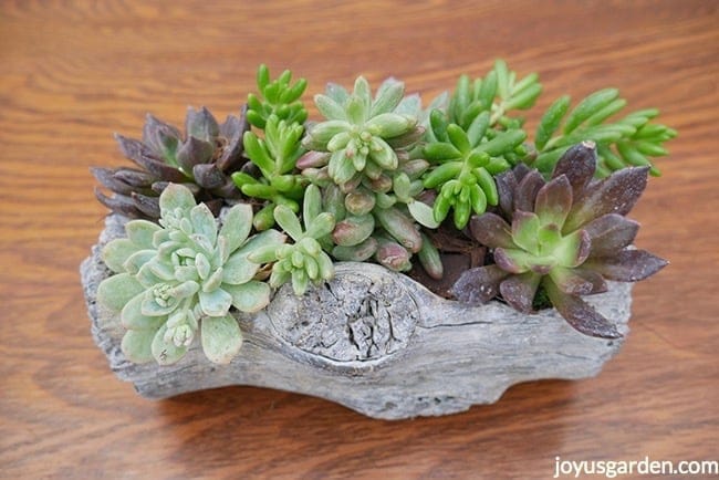 a variety of small succulents grow in a faux log planter 