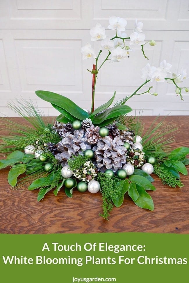 A Touch Of Elegance: White Blooming Plants For Christmas