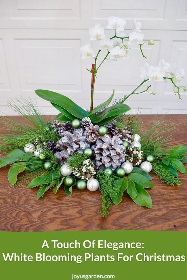 A small white orchid is decorated with cones, balls & evergreen branches for the holidays the text reads A Touch Of Elegance- White Blooming Plants For Christmas_new