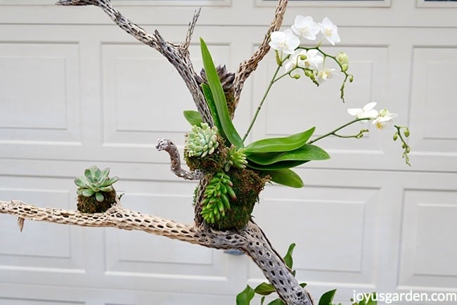 A white phalaenopsis orchid sits in a cholla wood branch along with small succulents Fall table decoration