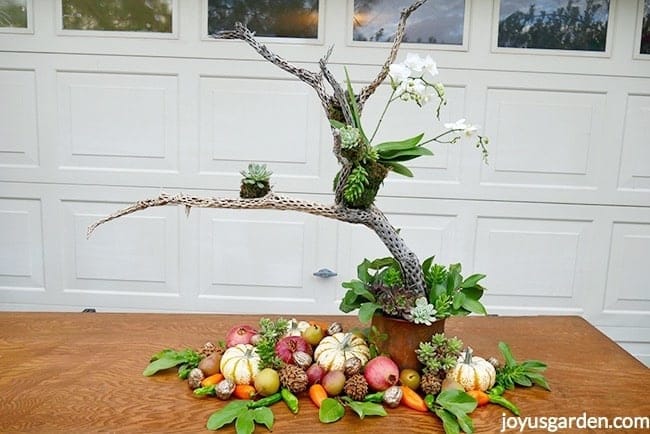 Cholla wood branch holds a white phalaenopsis orchid and small succulent plants Fall produce surrounds the decorated branch Fall table decor