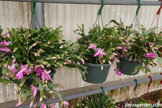 Lavender Christmas (Thanksgiving or Holiday) Cactus in 10 hanging pots in a greenhouse