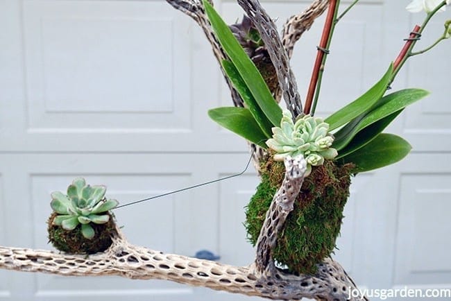 Close up of a cholla wood branch with small succulents and a moss covered pot attached with green wire Fall table decoration