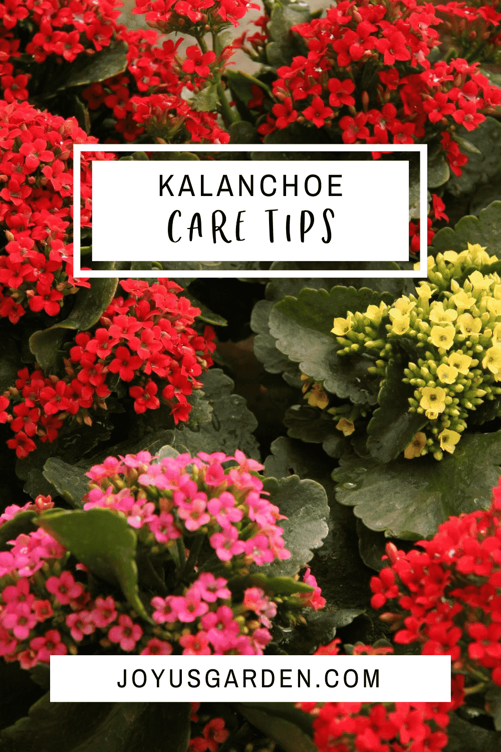 Caring For Flowering Kalanchoes A Popular Succulent Houseplant