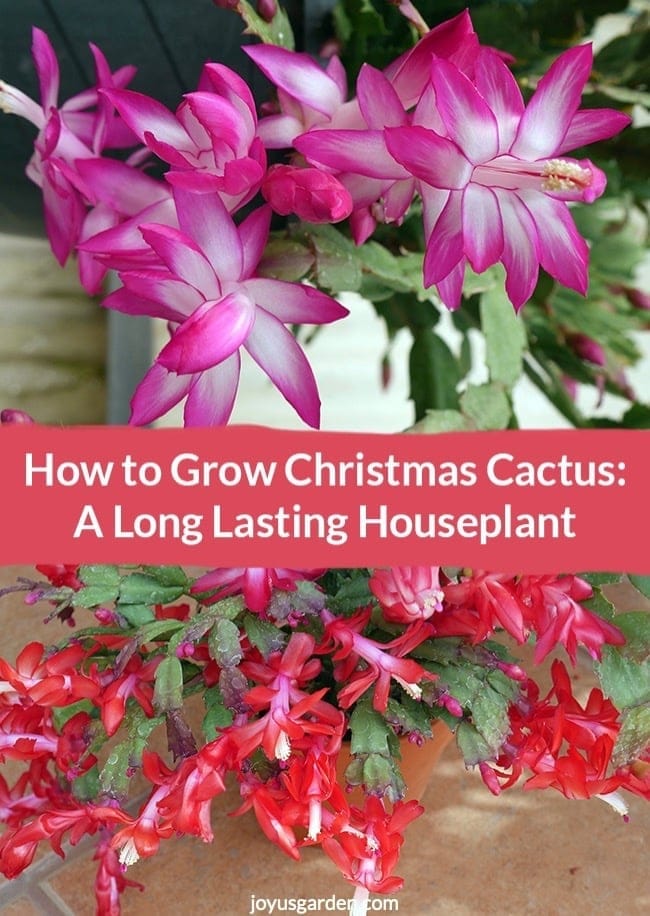 Christmas Cactus Care: A Long-Lasting Succulent Houseplant