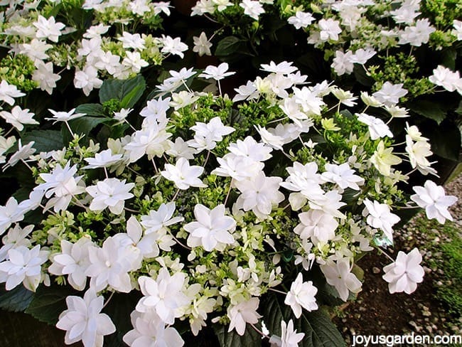 white shooting star hydrangeas in full bloom in the greenhouse