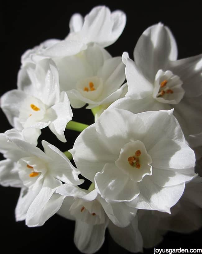 close up of paper white narcissus against a black back ground