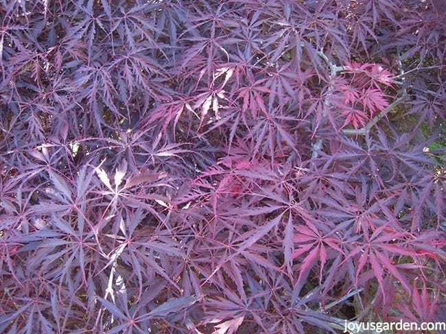 a close up of burgundy Japanese maple with fine foliage