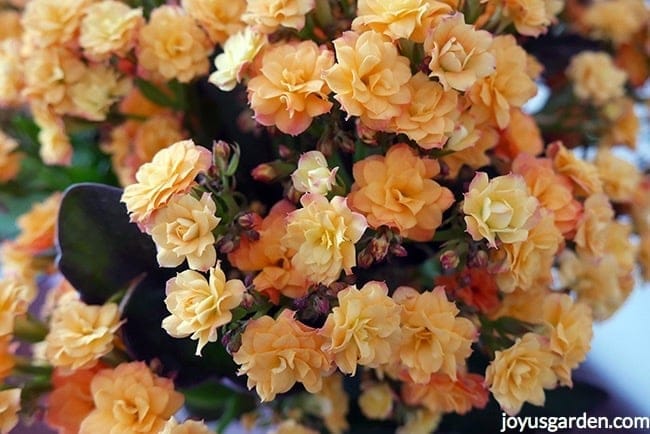 Close up of the flowers of a yellow calandiva kalanchoe. the flowers are tinged with apricot & orange