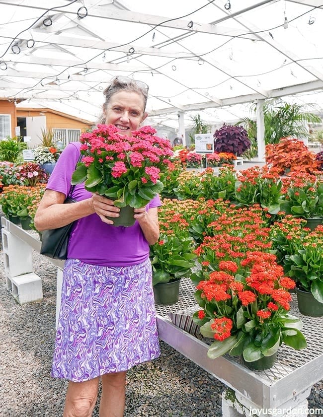 Nell Foster is holding a hot pink kalanchoe at a garden center. She's wearing a purple shirt & is surrounded by kalanchoes on benches