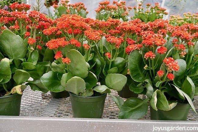 Kalanchoes with orange red flowers & large glossy leaves in 4 inch grow pots sit on a nursery bench. 