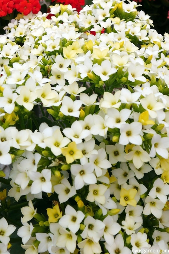 a white kalanchoe plant in full bloom